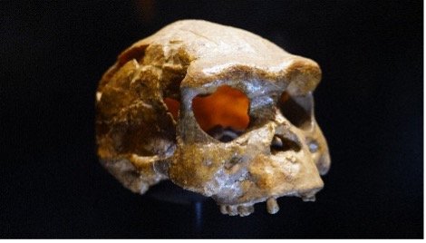 Homo erectus